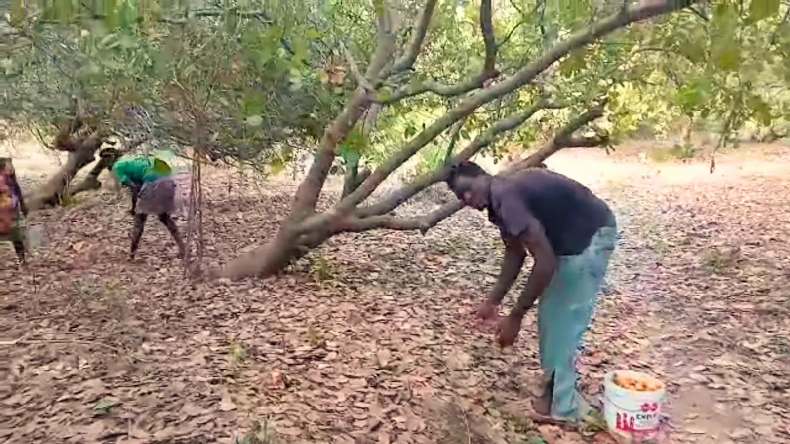 La raccolta degli anacardi sotto gli alberi, in Guinea Bissau