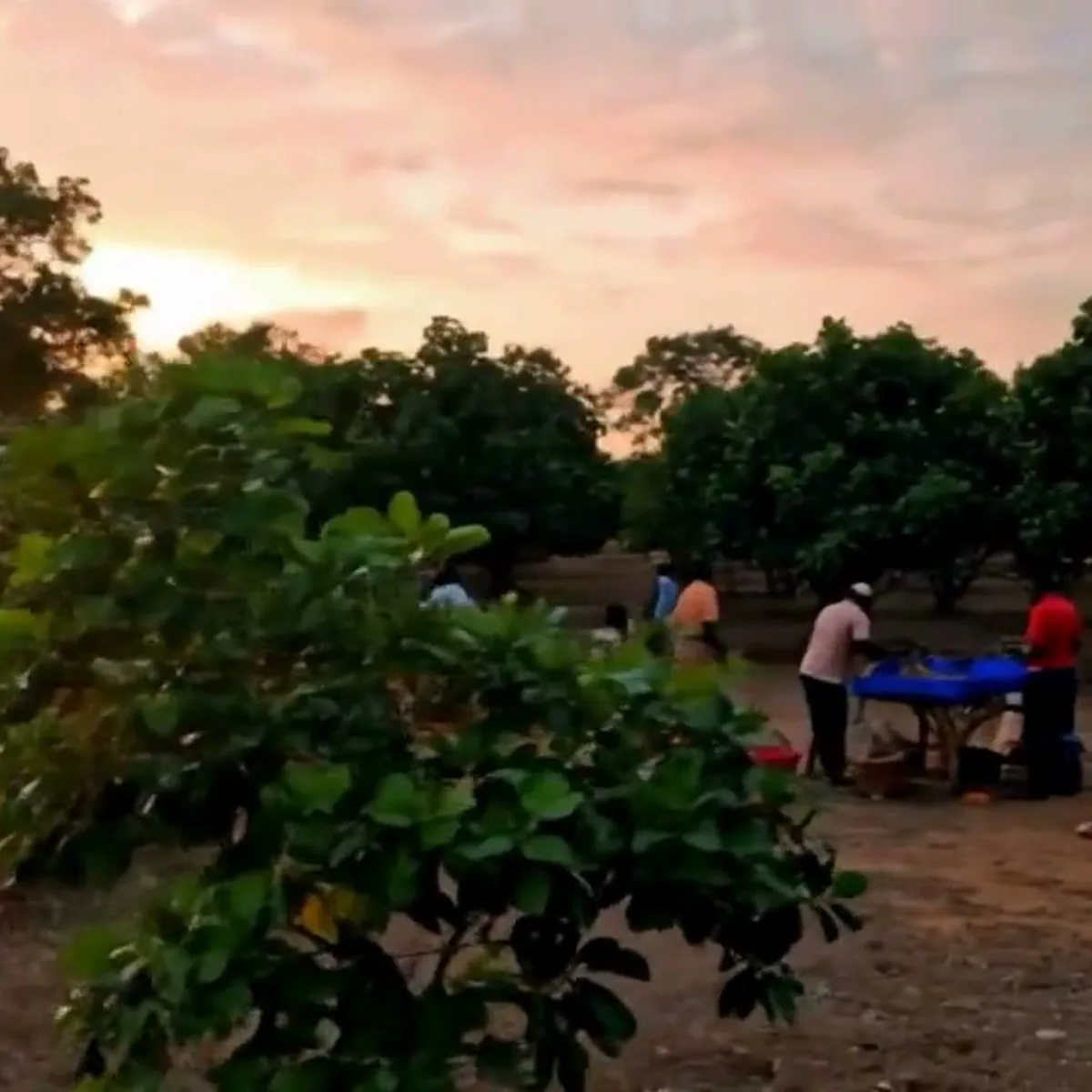 La comunità al lavoro nei campi al tramonto