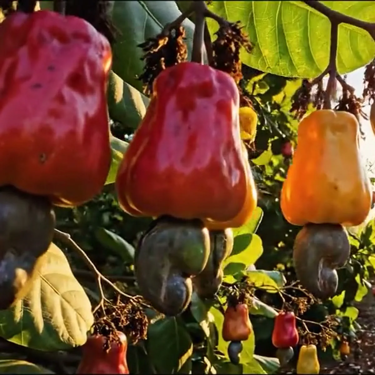 I frutti dell'anacardo sull'albero, in Guinea Bissau